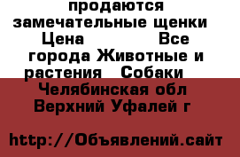 продаются замечательные щенки › Цена ­ 10 000 - Все города Животные и растения » Собаки   . Челябинская обл.,Верхний Уфалей г.